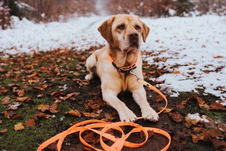 HUNTER Halsband Convenience